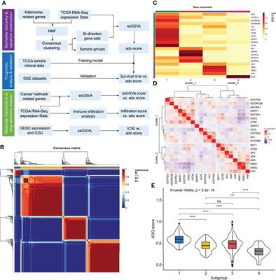 A prognostic signature based on adenosine metabolism related genes for ovarian cancer